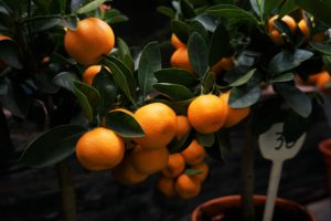 Orange Tree